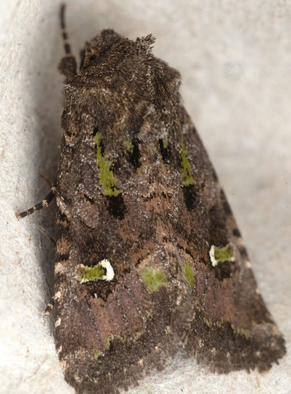 Cutworm